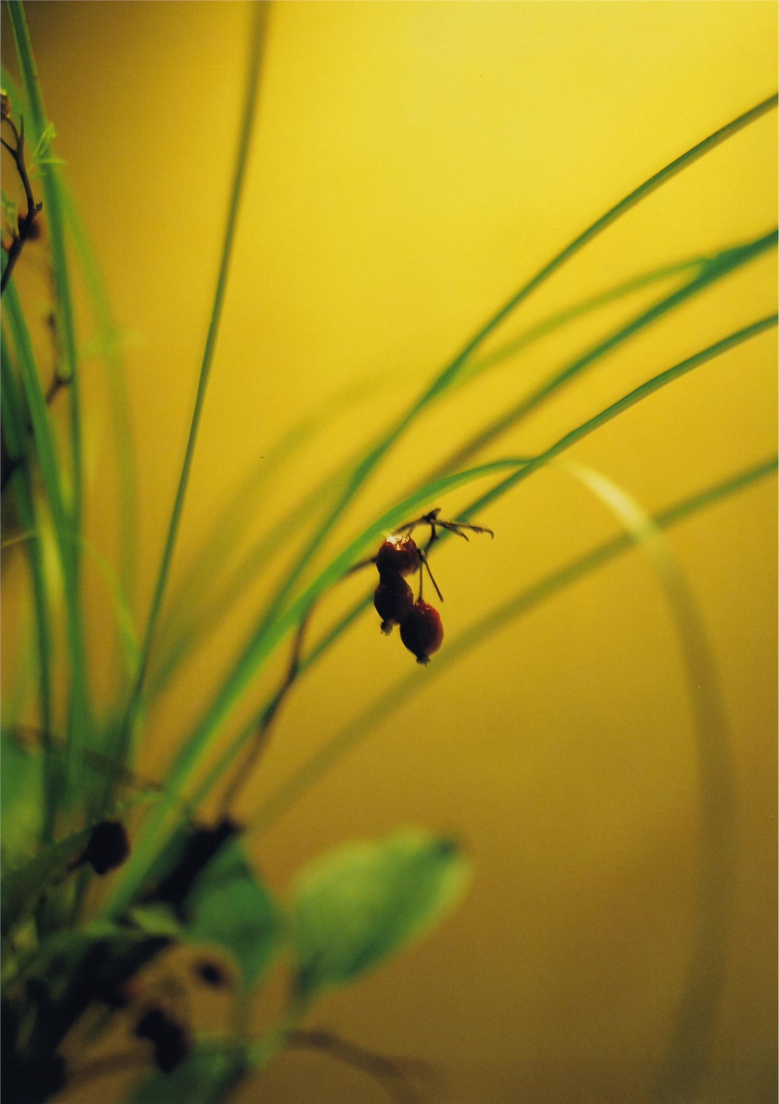 [唯美写真集]  石川梨华 Rika Ishikawa《Hana-bi》